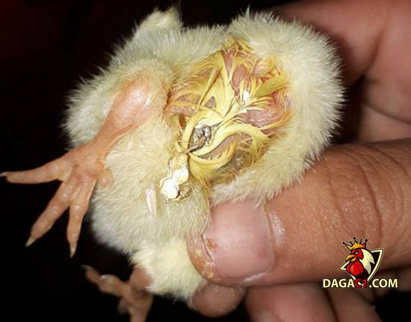 Bệnh đường ruột ở gà