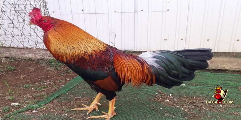 cách chăm sóc gà chọi con