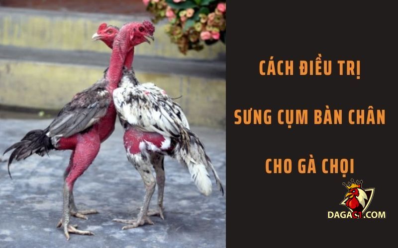 Cách chữa sưng cụm bàn chân gà chọi
