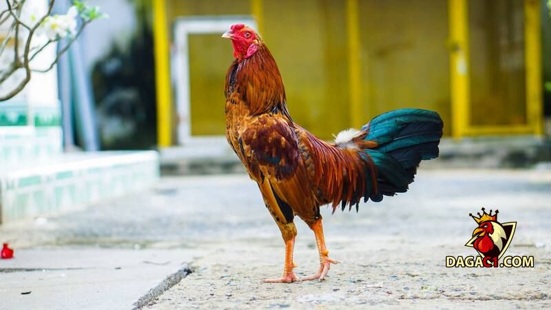 cách lai tạo gà đá cựa