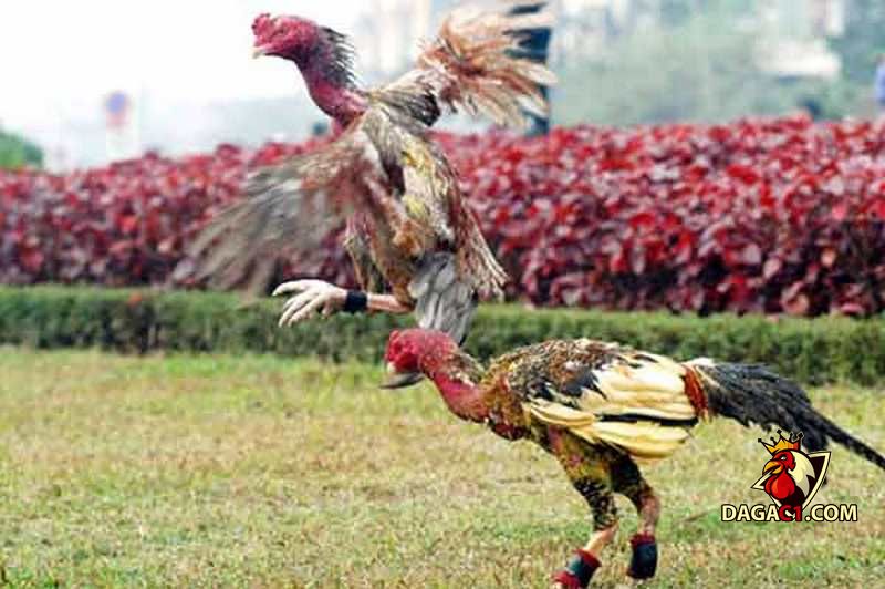 Cách làm cho gà chọi máu chiến