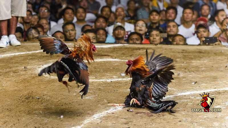 đá gà trực tiếp