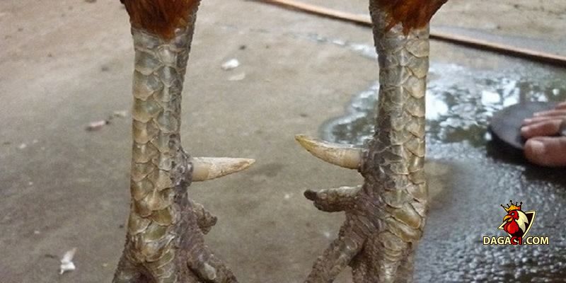 Gà chân chì tốt hay xấu