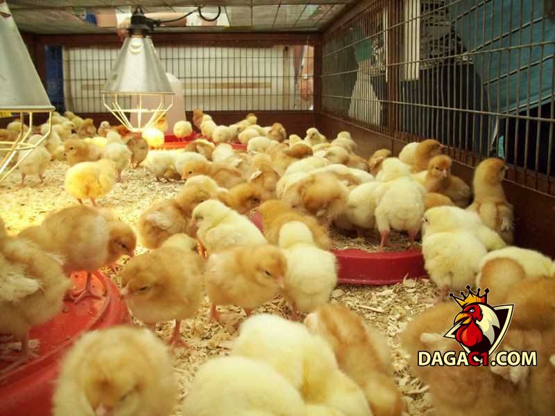 kỹ thuật úm gà con