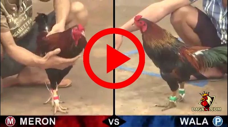 trực tiếp đá gà Thomo hôm nay