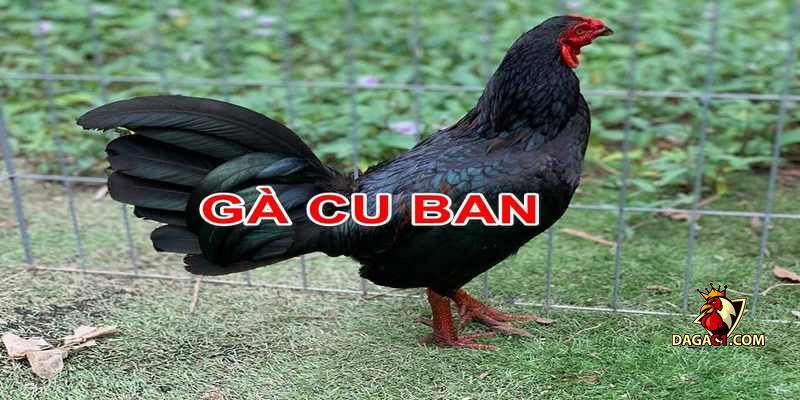 cách nhận biết gà cuban
