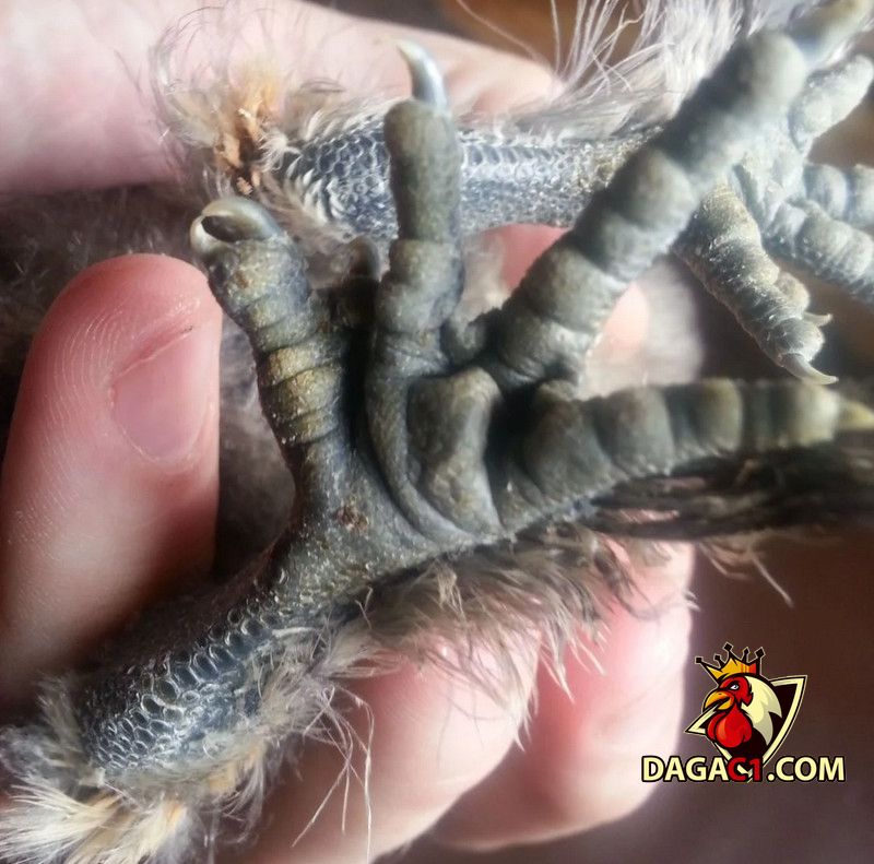Gà chân lông vảy loạn