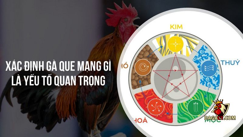 gà que mạng gì