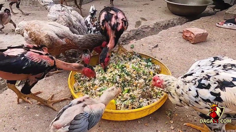 cách ghép gà mái không đánh nhau