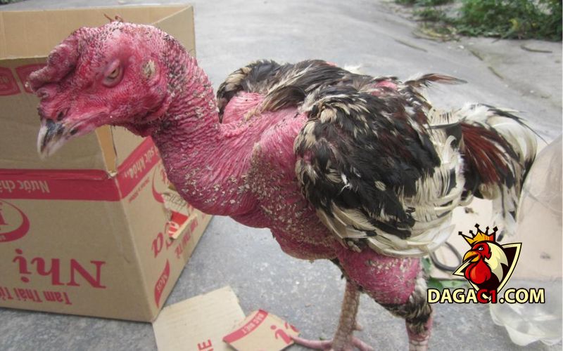 Gà bị sưng mắt có mủ