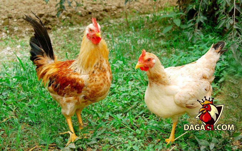 Gà bị sưng mắt có mủ