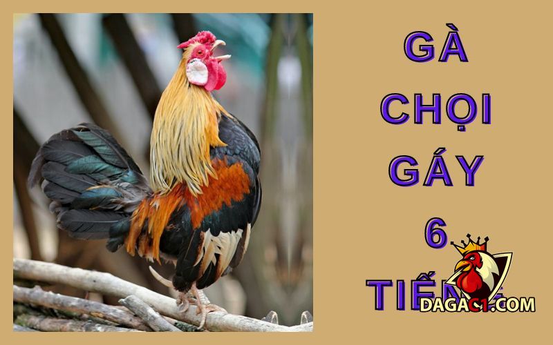 Gà chọi gáy 6 tiếng