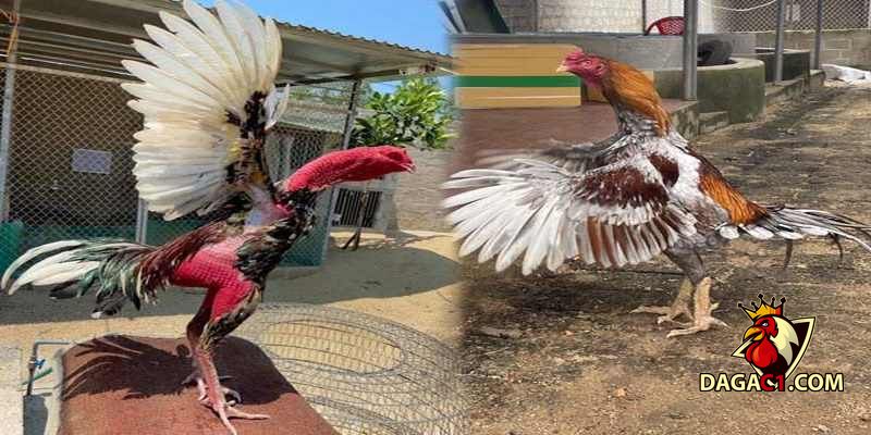 gà chọi gáy nhiều có tốt không