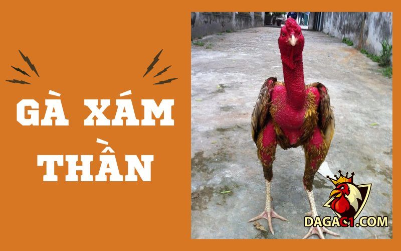 ga xam than