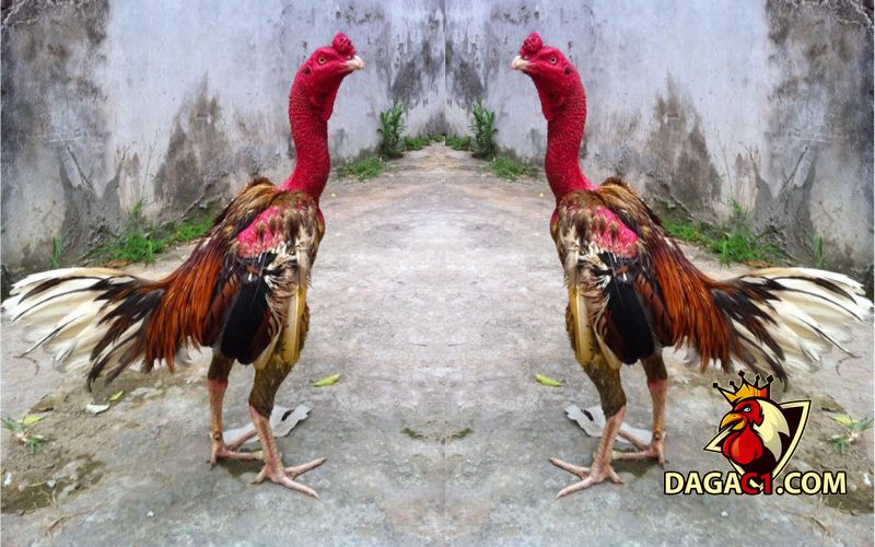 ga xam than