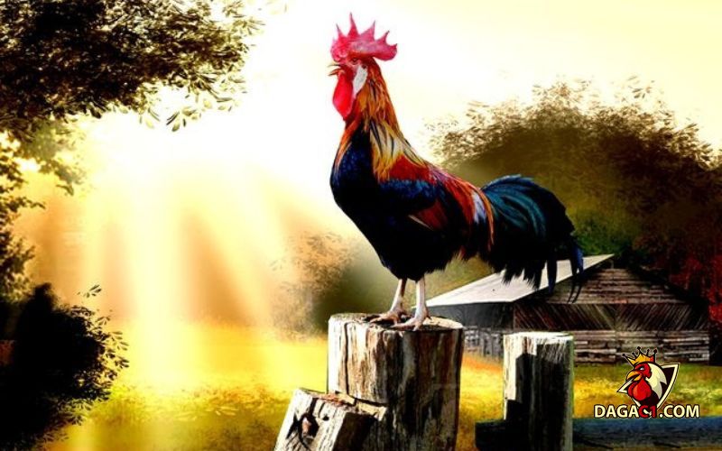 hiệu ứng tiếng gà gáy
