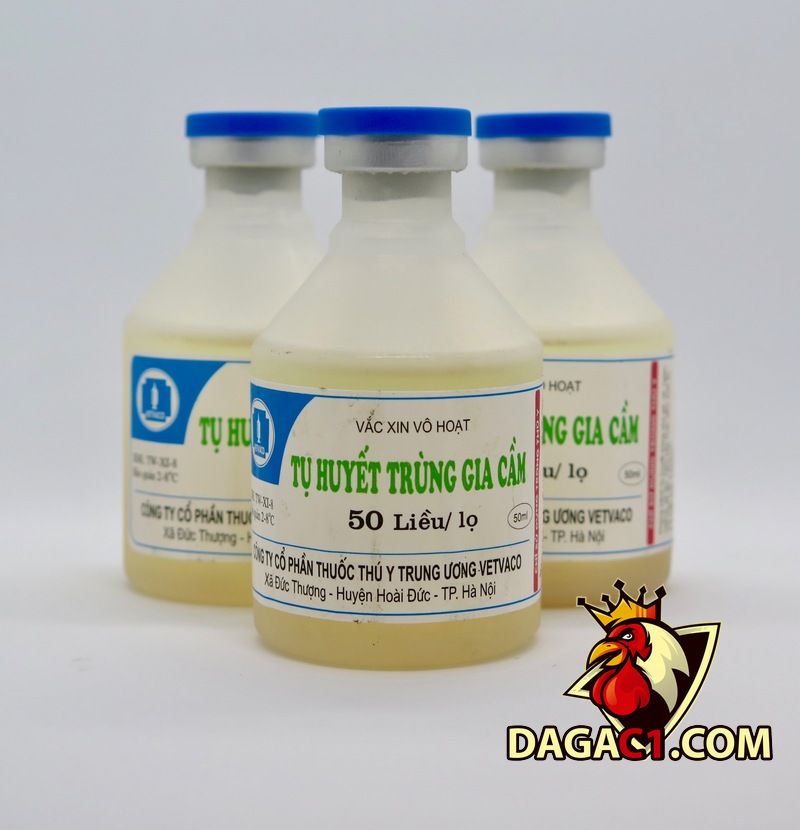 Triệu chứng bệnh tụ huyết trùng ở gà