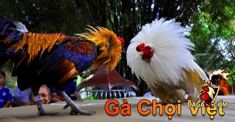 đá gà việt