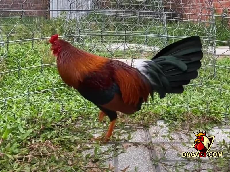 Gà mái Asil Mỹ