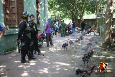 Những chú chiến kê tham gia trong các trận đá gà tại hiện trường
