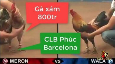 Những trận gà cựa Phúc Bình Dương
