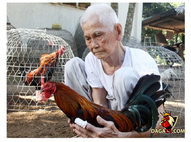 nuôi gà phong thủy