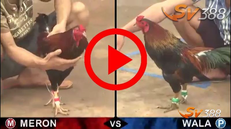 Chọn địa chỉ uy tín để chơi cá độ đá gà