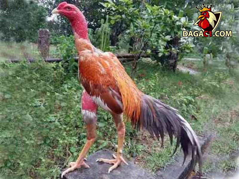 Trang trại gà chọi tơ phú yên