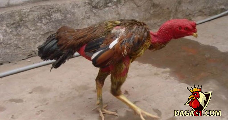 Hạn chế tập luyện