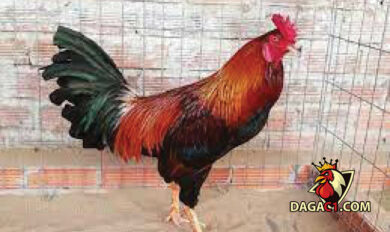 chăm lông gà đá
